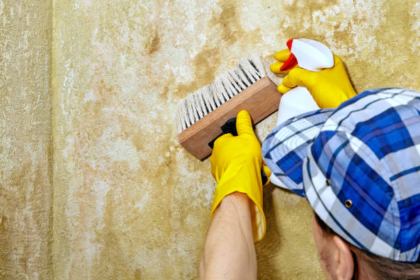 Best Black Mold Removal  in Lawson Heights, PA